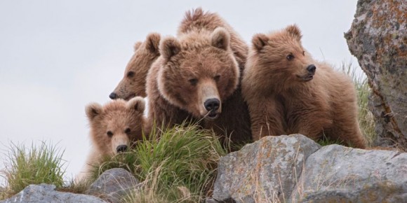 Terre des ours